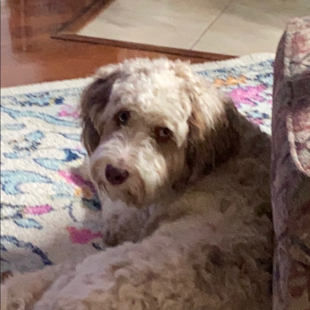 Meet your Posher, Darrell